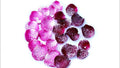 Sugared Rose Petals